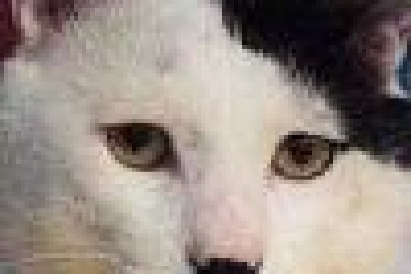 Кракен шоп что это